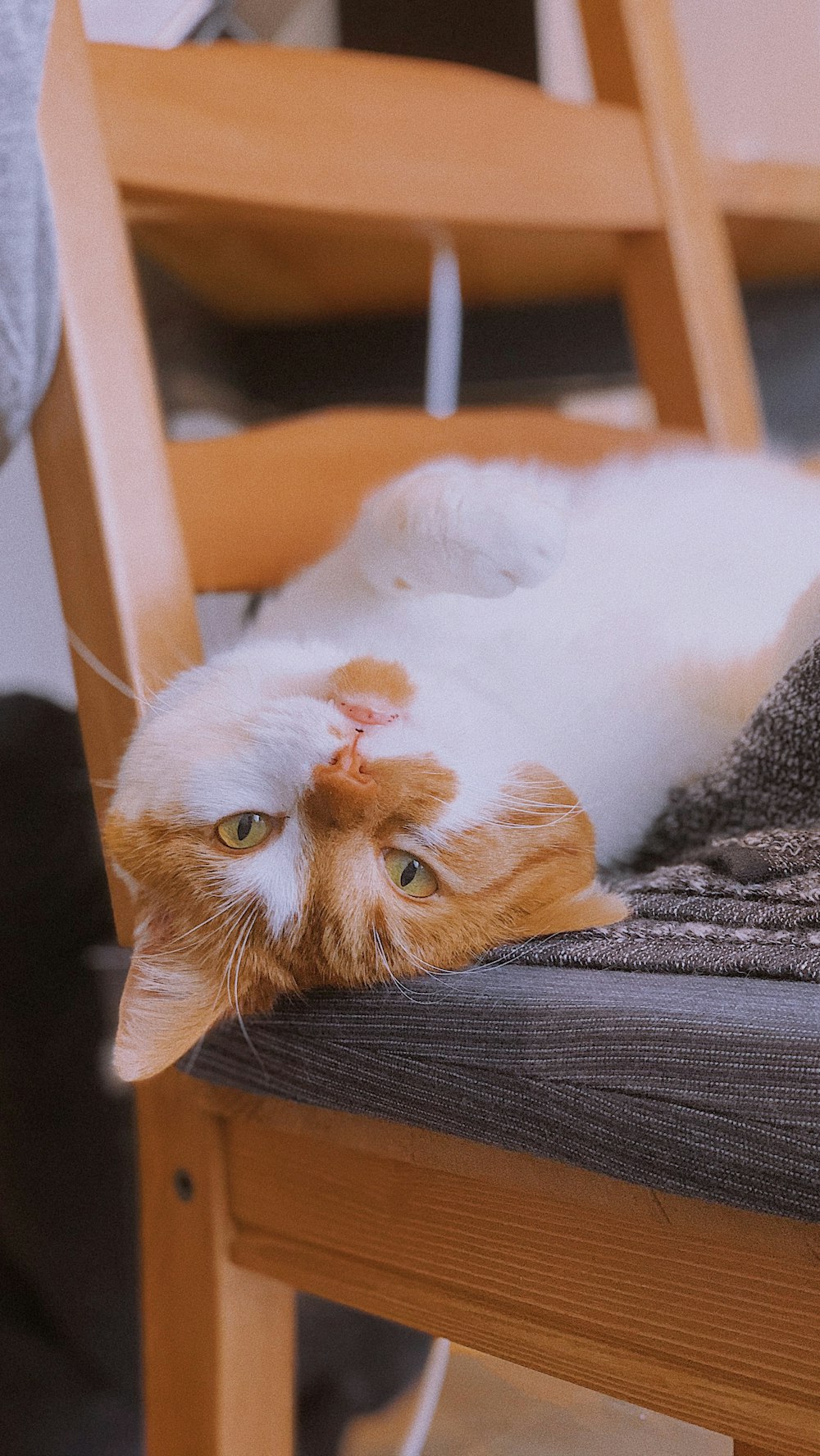 orange and white cat lying on black textile
