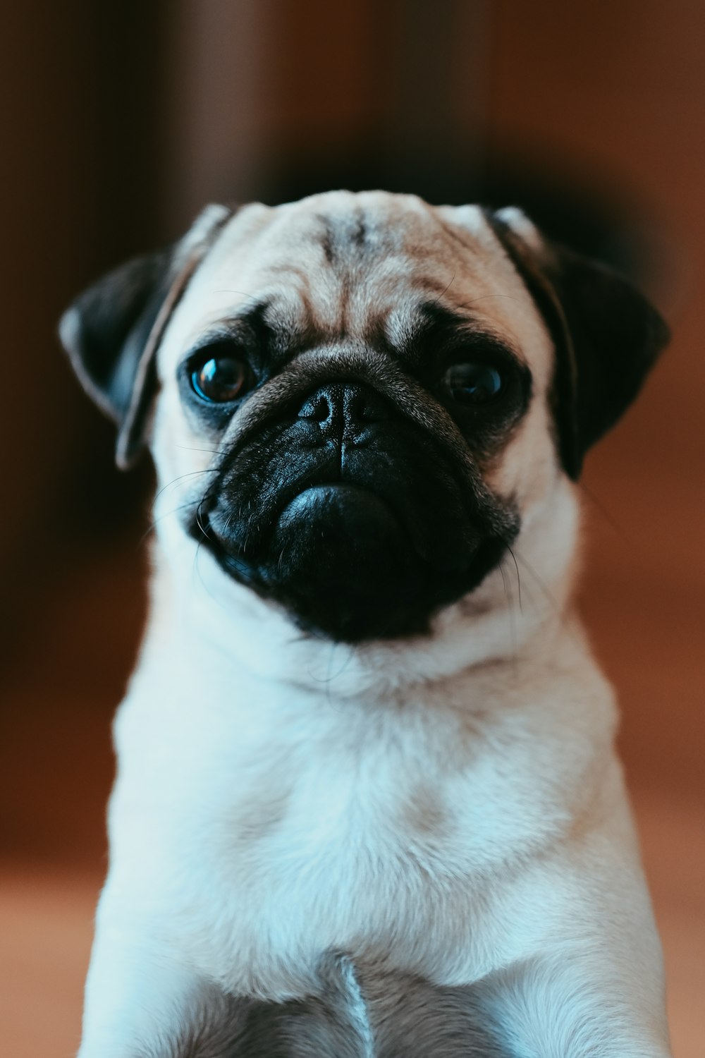 fawn pug in close up photography