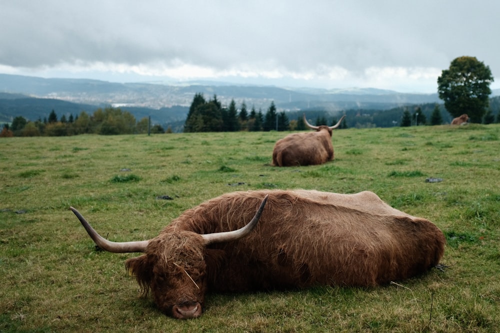 brown yak on green grass field during daytime