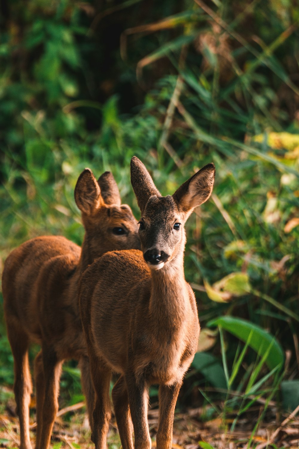 brown deer standing on green grass during daytime