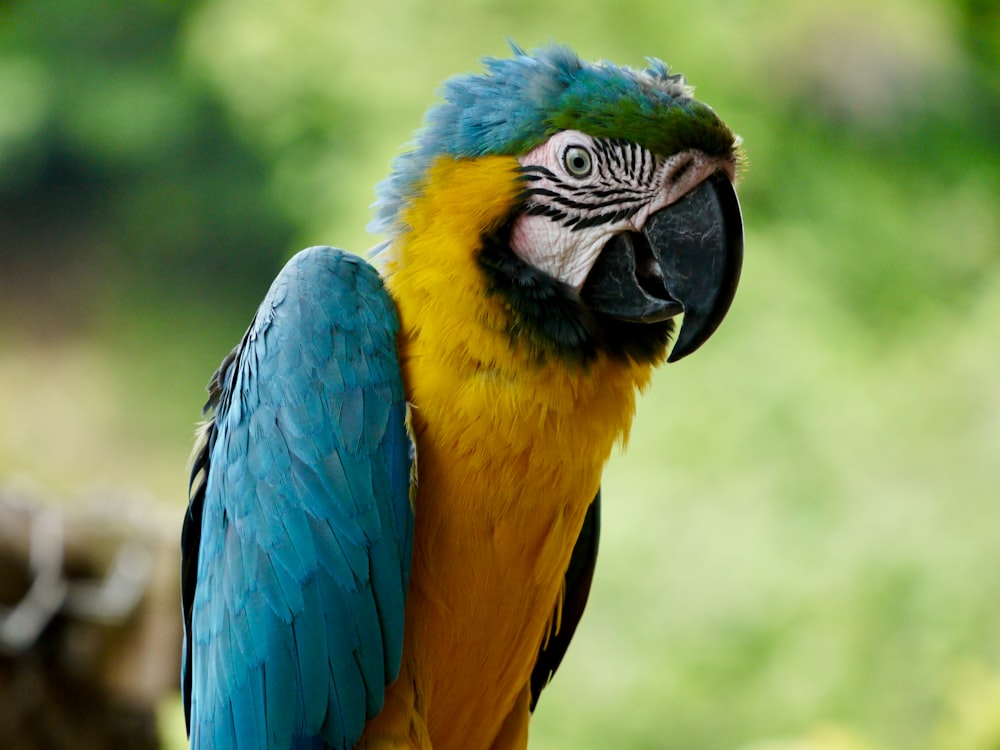 blue yellow and green parrot