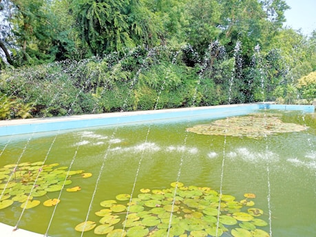 A tranquil pond with lily pads and a gentle waterfall surrounded by lush greenery.