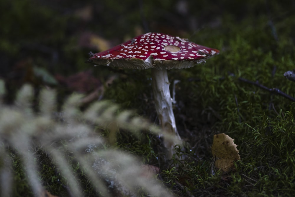 red and white mushroom in green grass