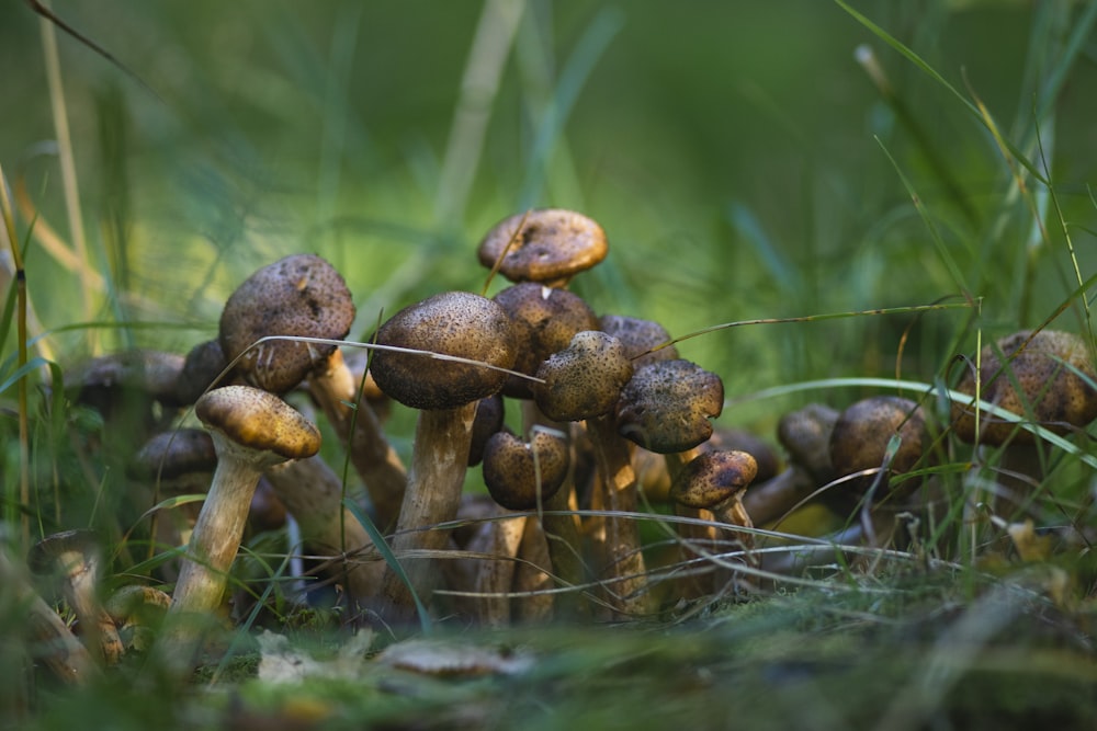 cogumelos marrons na grama verde durante o dia