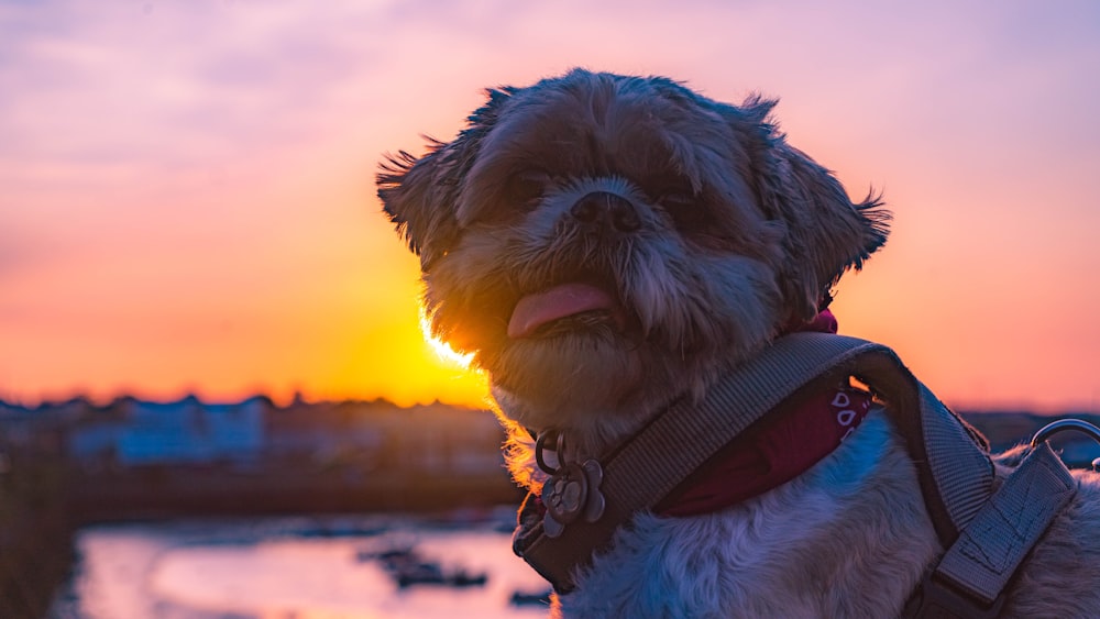 cão pequeno branco e marrom de revestimento longo com pulseira de couro marrom