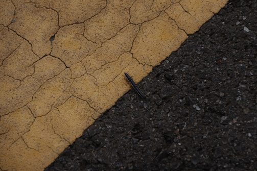 A small, dark caterpillar crawls along a cracked yellow line on rough asphalt pavement.