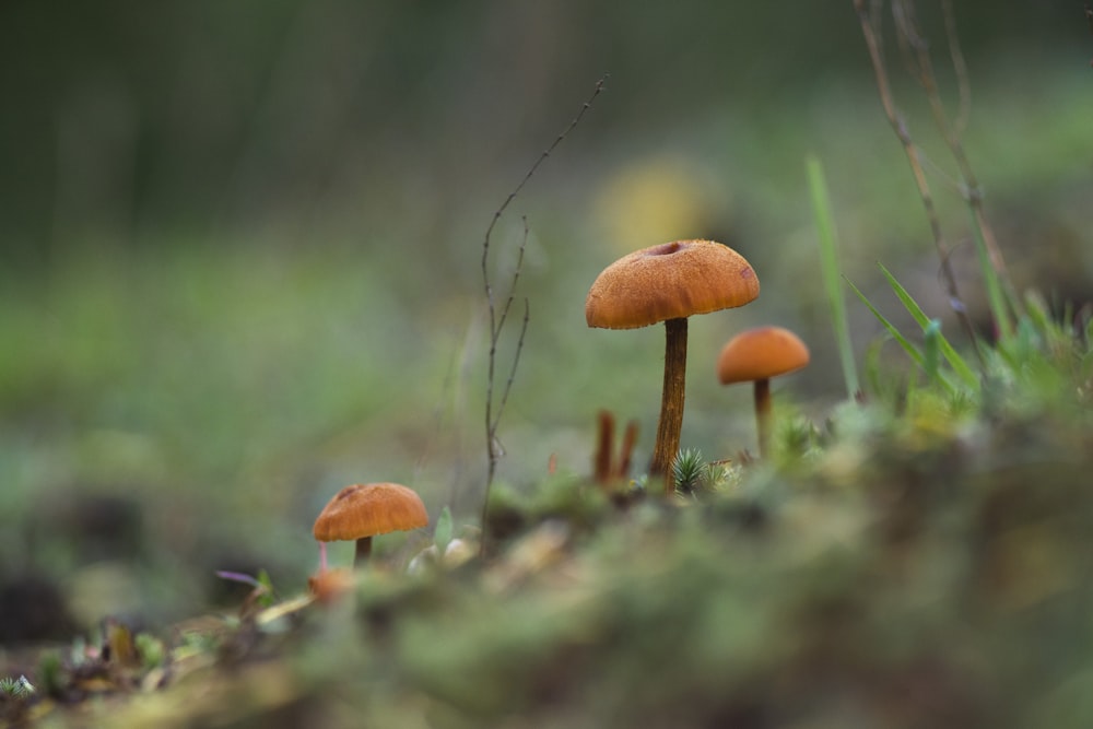 brown mushrooms on green grass during daytime