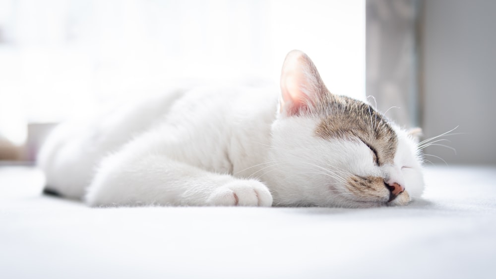 white and brown tabby cat lying on white textile