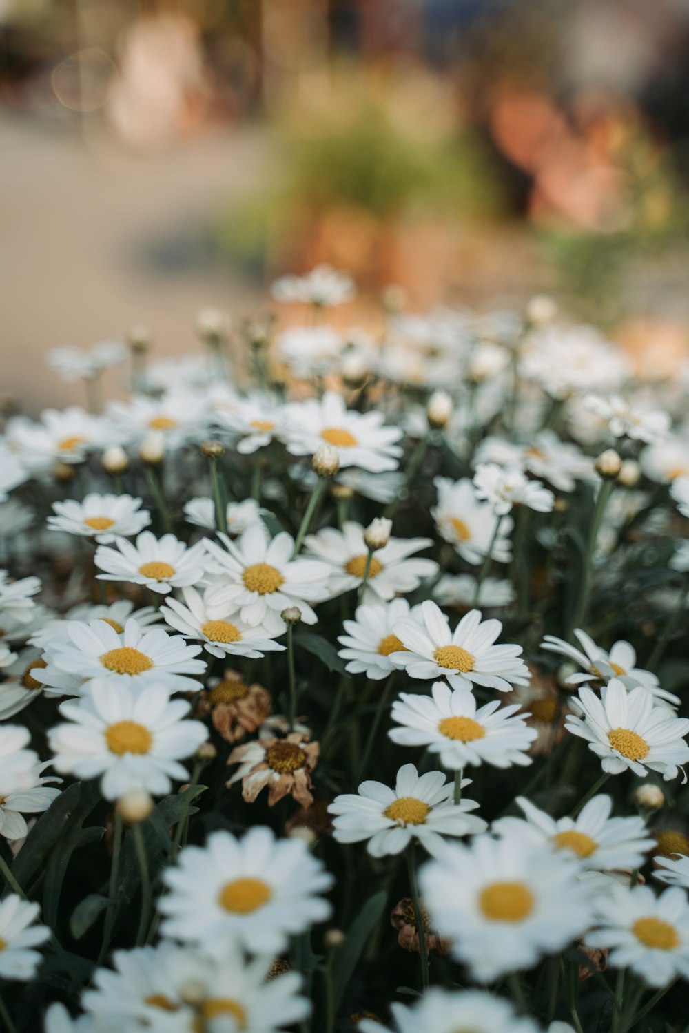 white and yellow daisy flowers