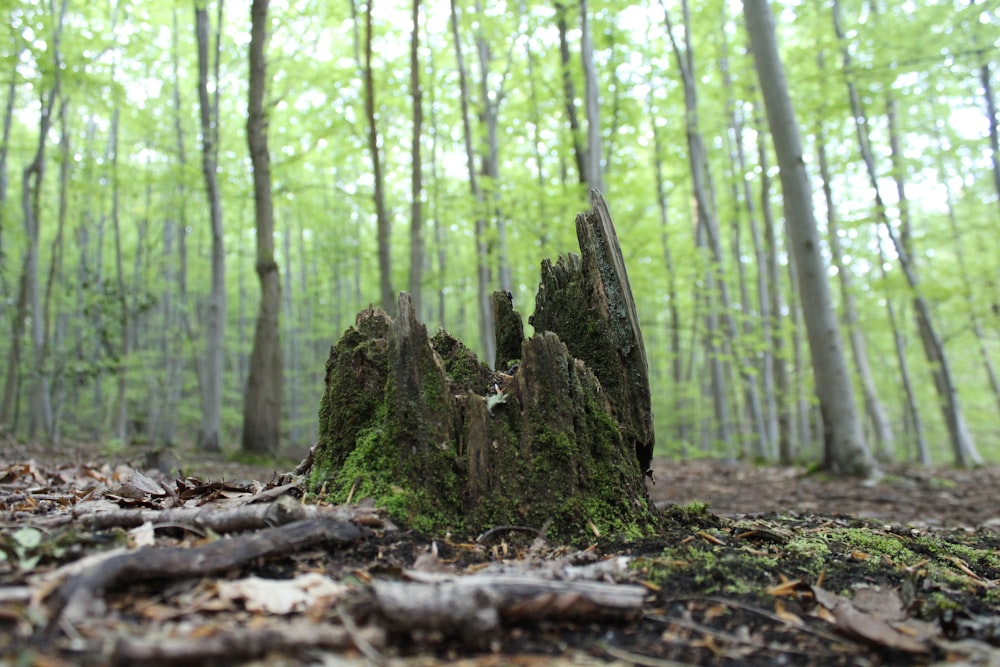 green moss on brown tree trunk