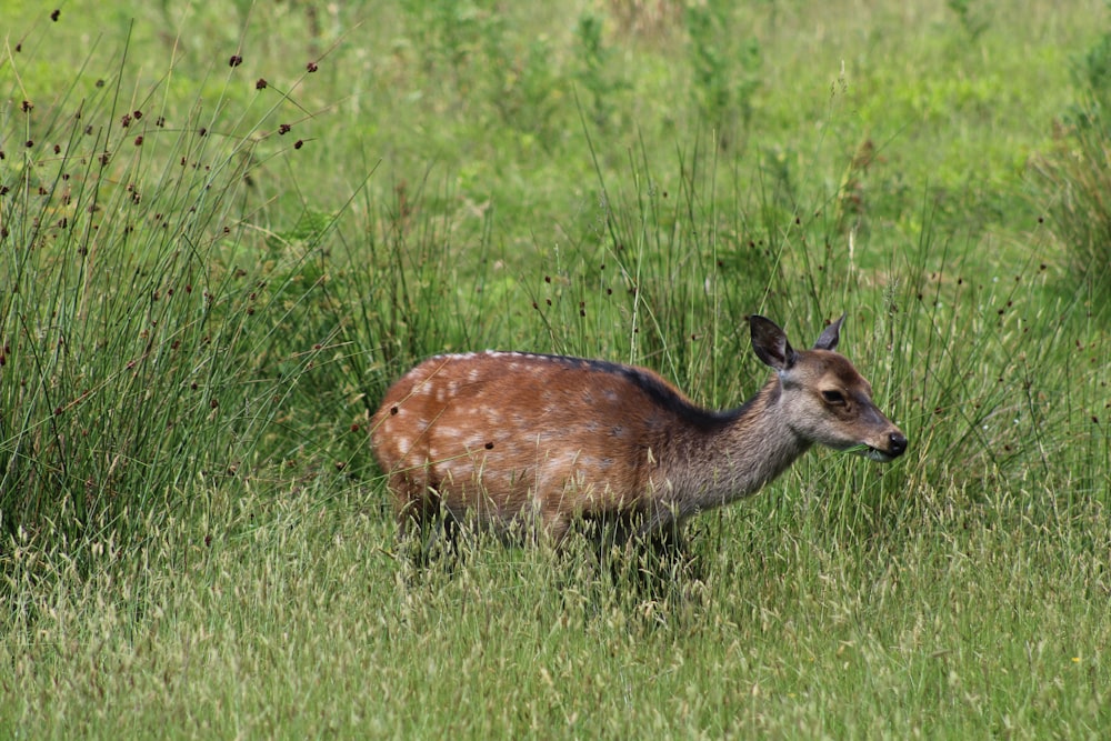 brown and black animal on green grass field during daytime