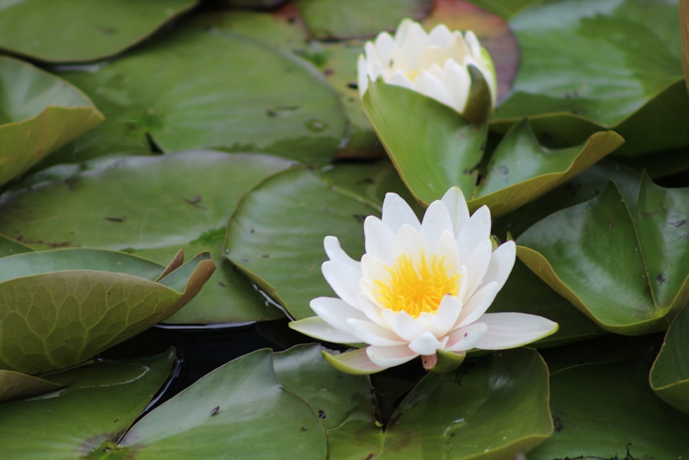 yellow lotus flower on water