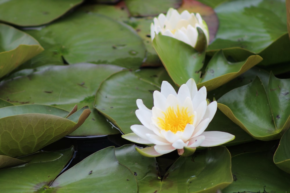 Fleur de lotus jaune sur l’eau