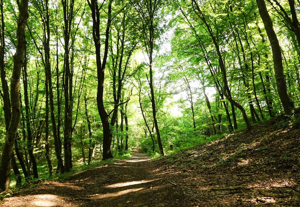 green trees on brown soil