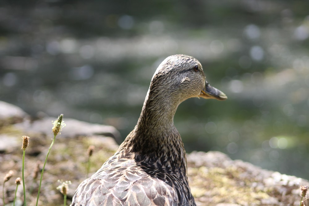 brown duck on green grass during daytime