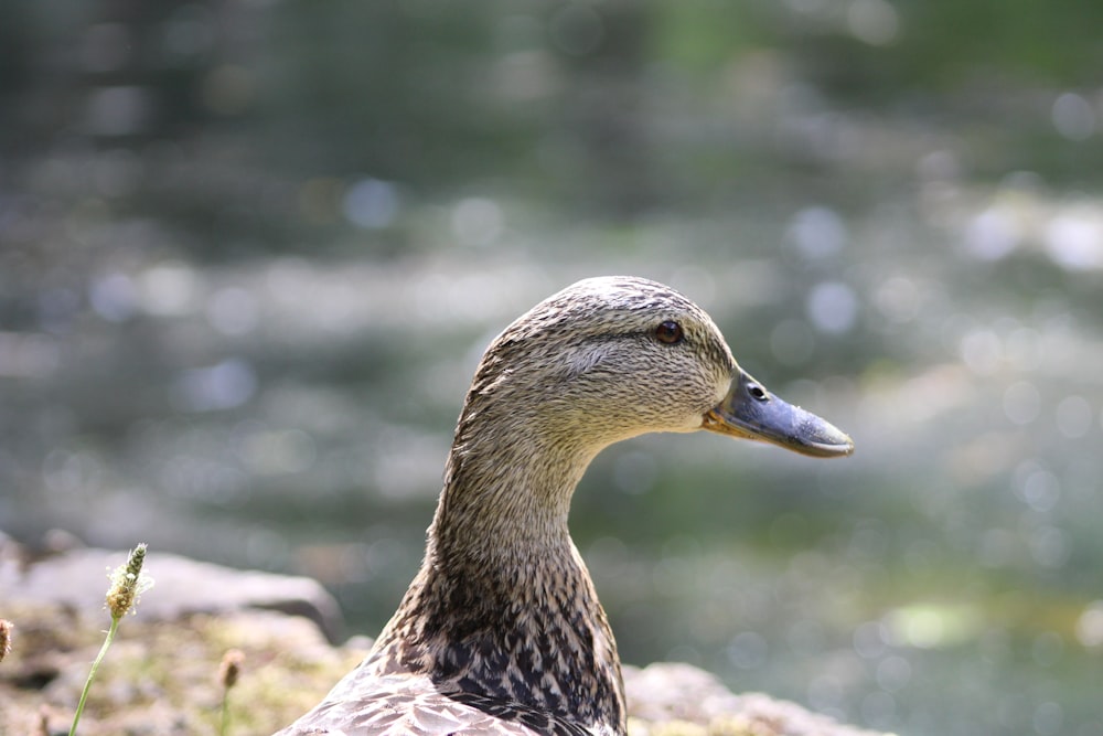 brown duck on brown rock