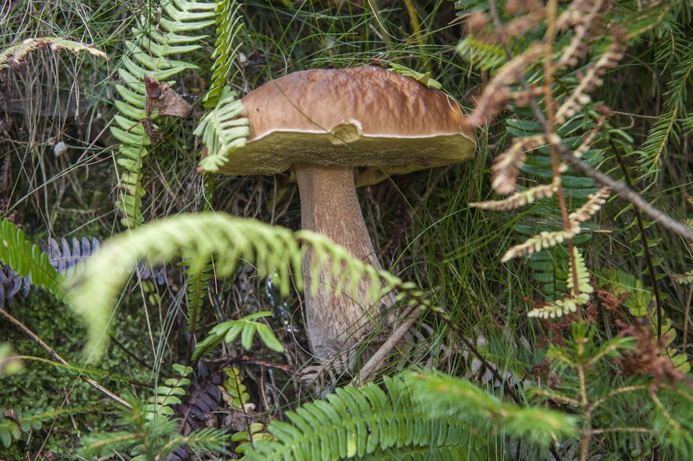 Brauner Pilz auf grünem Baum