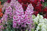 pink and white flowers with green leaves