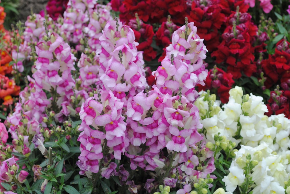 pink and white flowers with green leaves