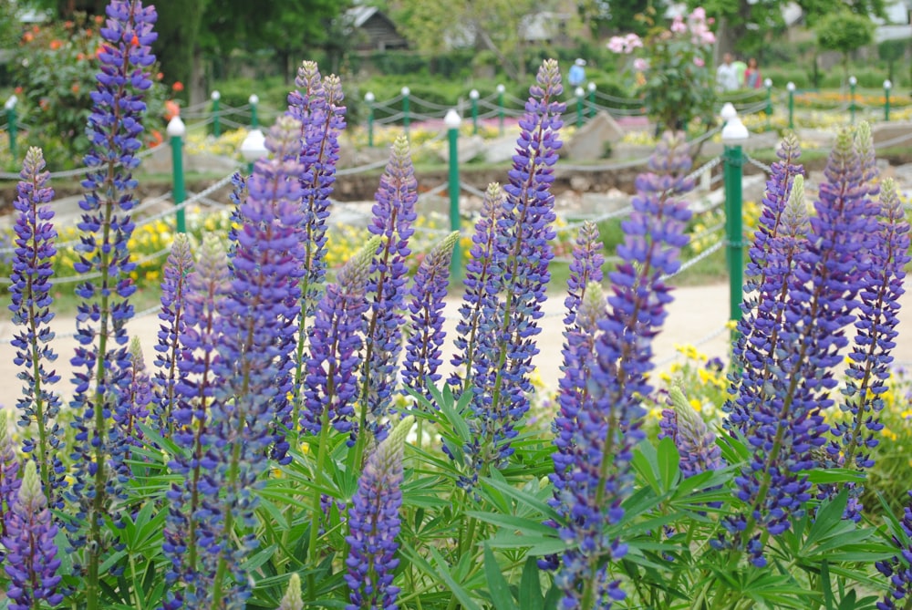 purple flowers in tilt shift lens