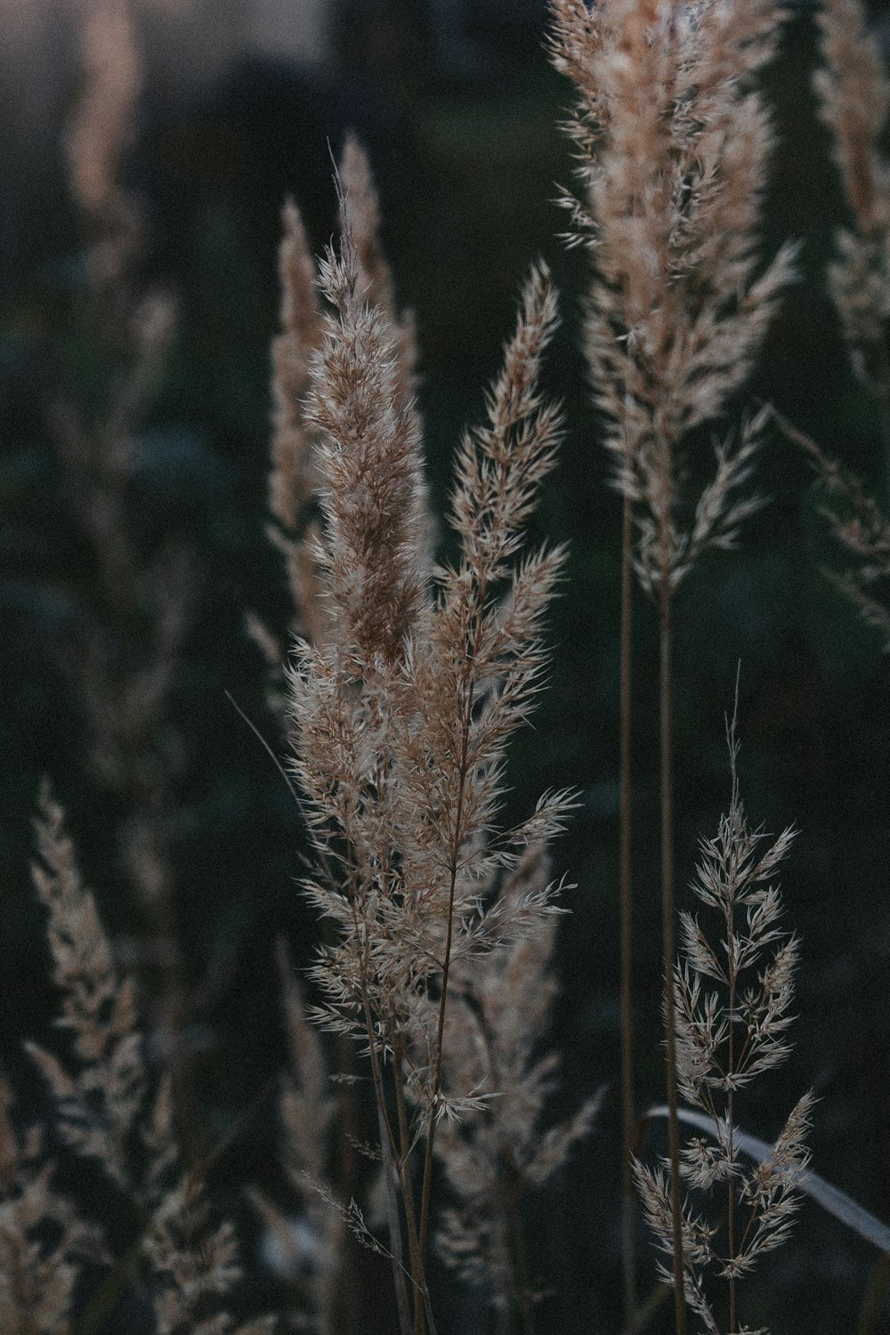 brown plant in close up photography