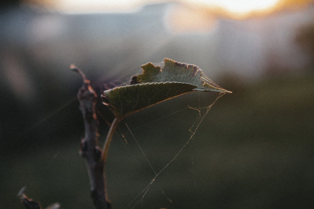 green leaf on brown stem