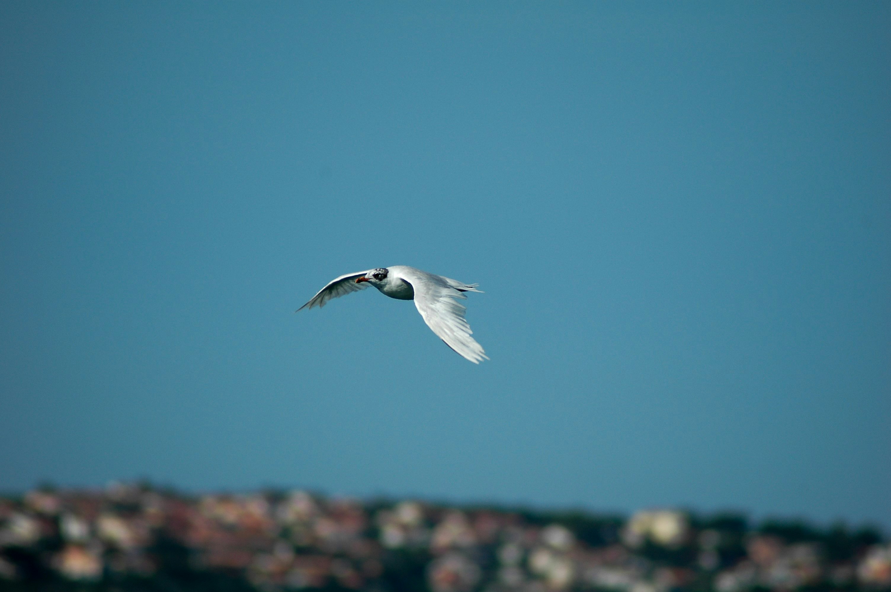 Bence Bartal (@soniix) | Unsplash Photo Community