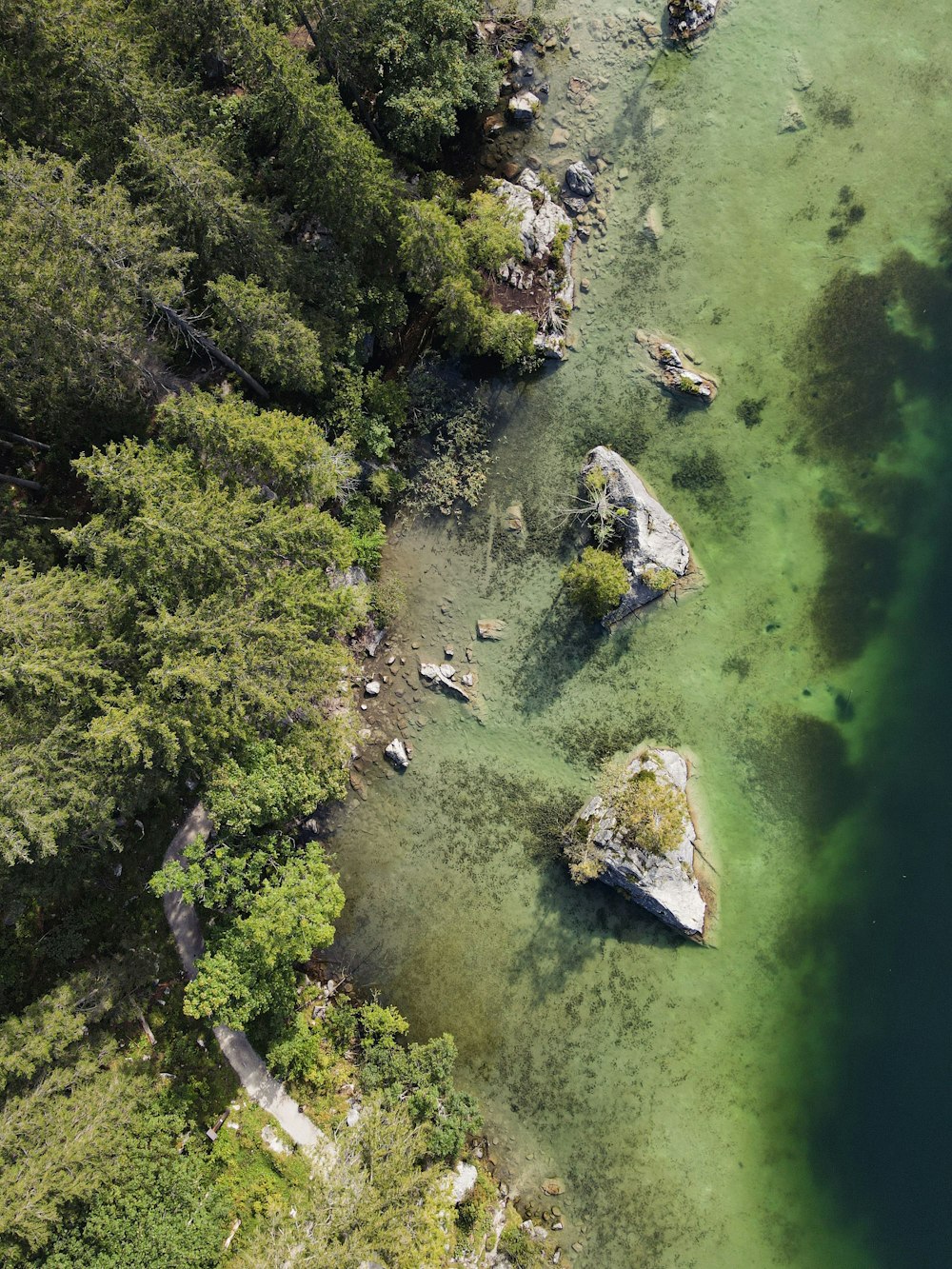 aerial view of green trees and river