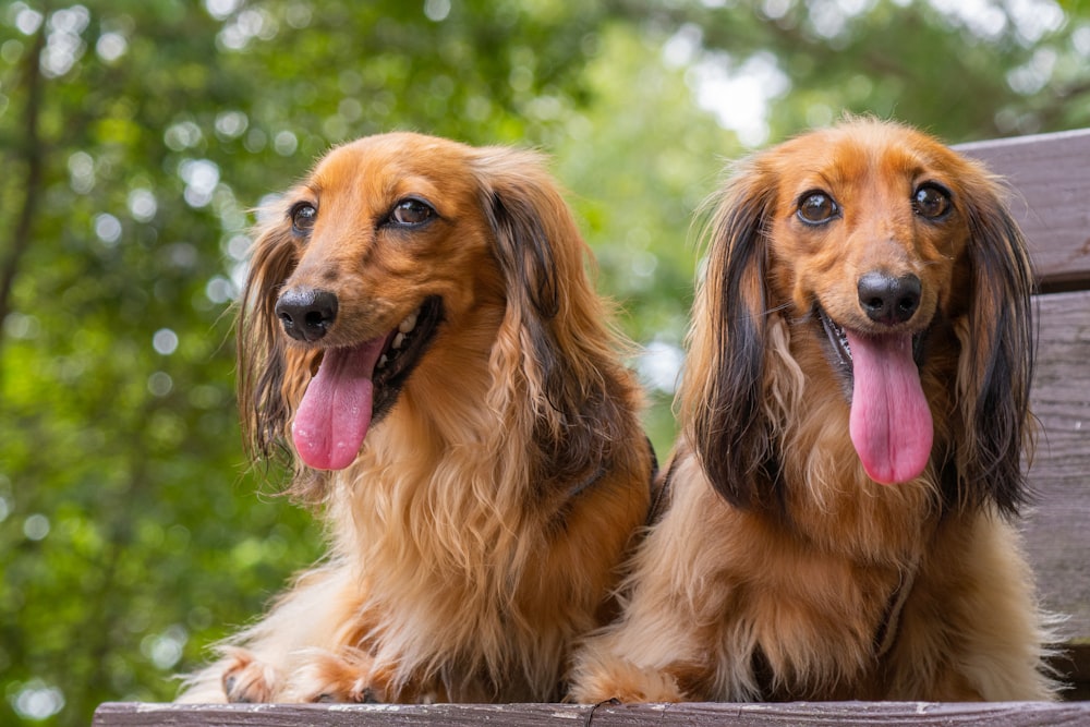 brown and black long coated dog