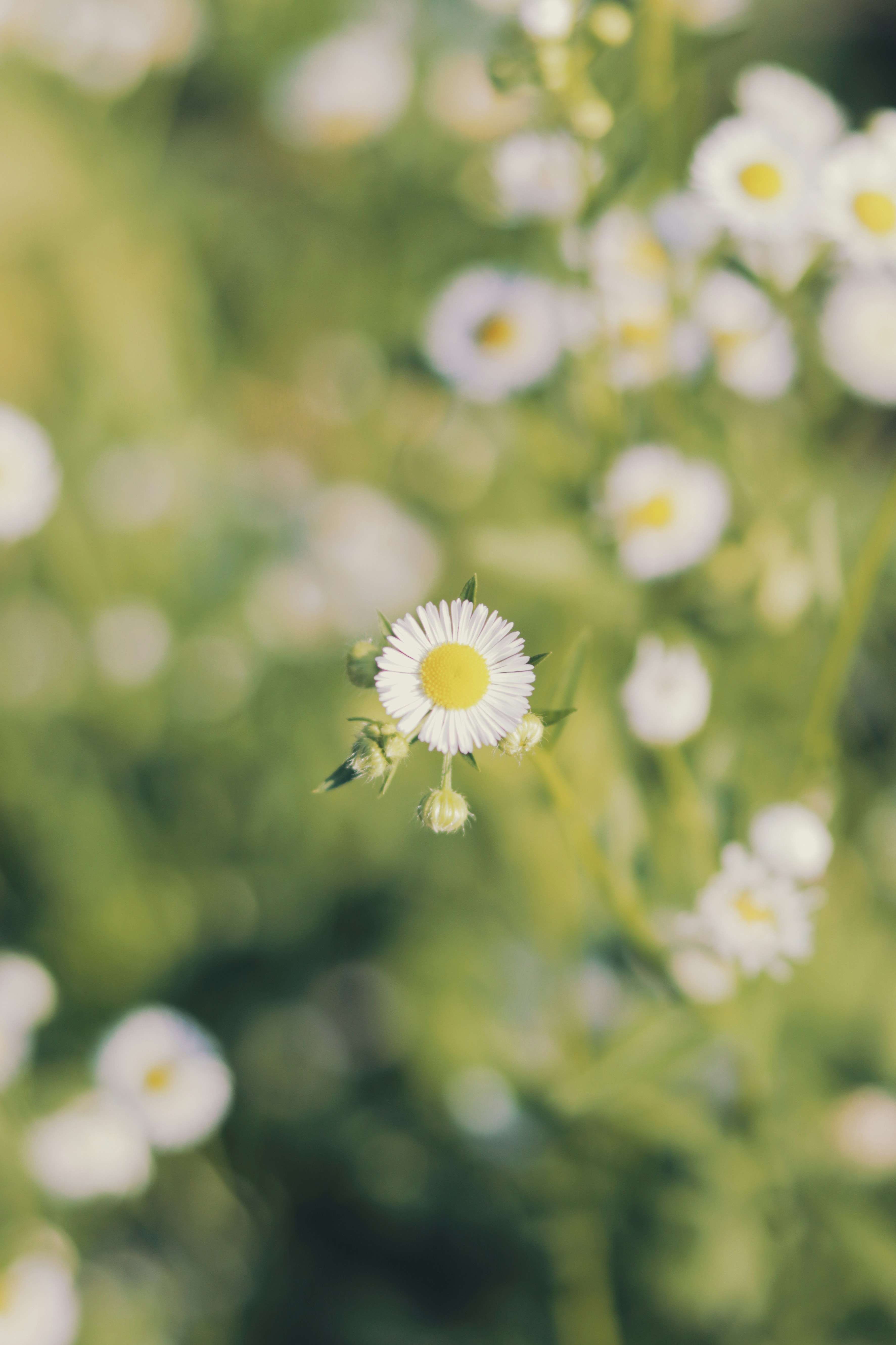 Photo by babybluecat