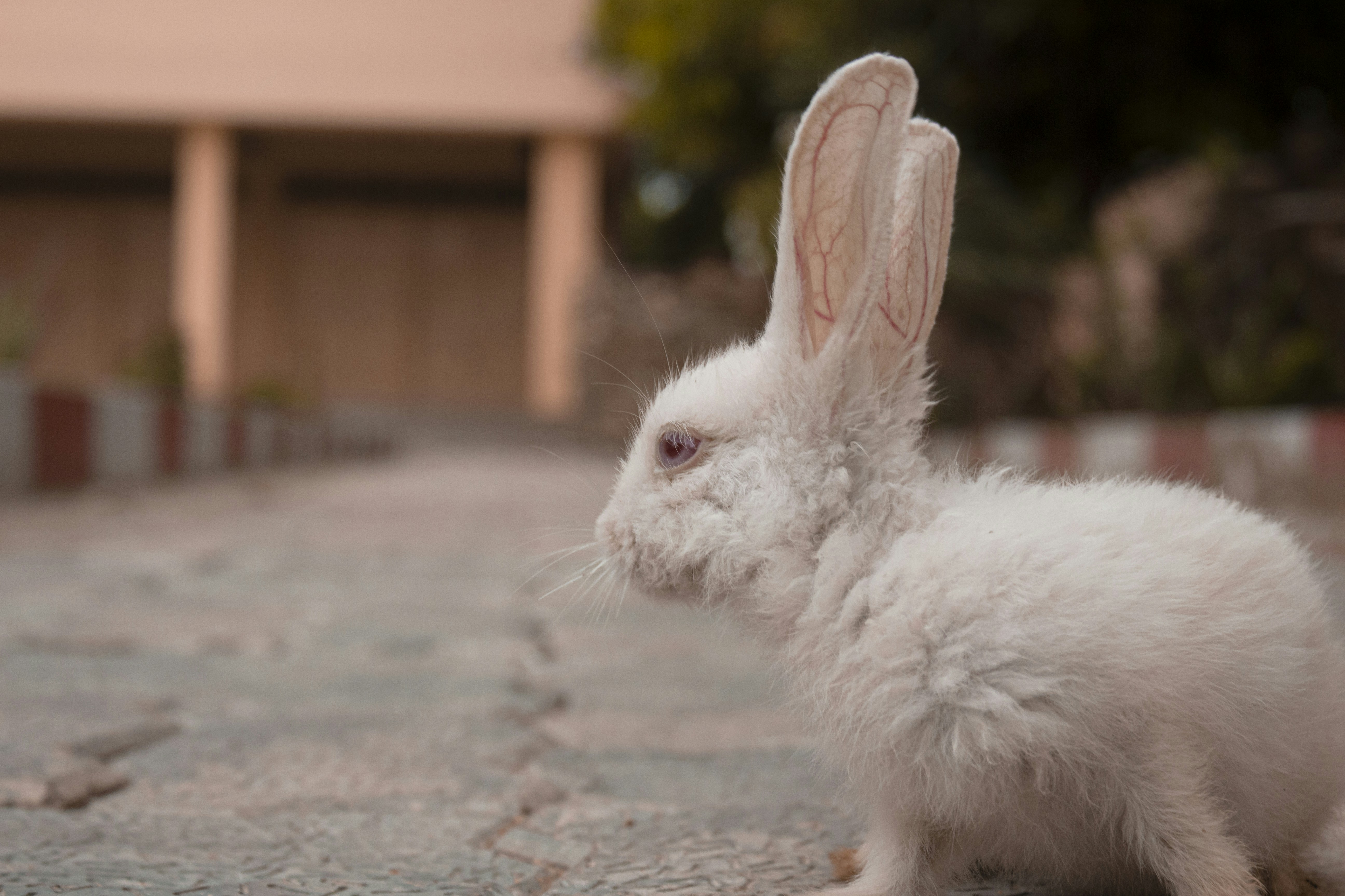 baby rabbit is called a kit, a female is called a doe and a male is called a buck.</p>
<p>Rabbits are very social creatures that live in groups. …</p>
<p>A rabbit’s teeth never stop growing! …</p>
<p>Rabbits perform an athletic leap, known as a ‘binky’, when they’re happy — performing twists and kicks in mid air!” style=”max-width:450px;float:left;padding:10px 10px 10px 0px;border:0px;”></p>
<p>Shio Kelinci Togel Hari Ini: Perkiraan HK serta Macau Sangat Dicari</p>
<p>Shio kelinci togel jadi satu diantara obyek yang kerapkali dicari oleh pemain togel online sehari-hari. Banyak orang-orang yakin jika shio bisa menolong membaca kesempatan angka yang tengah naik, terlebih untuk pasaran Hongkong dan Macau. Karenanya, penelusuran perihal angka shio kelinci ini hari, bocoran angka keberuntungan, sampai ijtihad mimpi selalu ramai di berapa komunitas dan situs ramalan.</p>
<p>Disamping elemen peruntungan, pemain mulai menyatukan data result, skema angka, serta live draw untuk mendapat rujukan tambahan sebelumnya menempatkan angka opsi mereka.</p>
<p>Kenapa Shio Kelinci Banyak Menjadi perhatian?</p>
<p>Dalam astrologi Tionghoa, shio kelinci menyimbolkan kejeniusan, kejelian, dan naluri yang kuat. Sifat itu membuat beberapa pemain memandang shio kelinci miliki jalinan dengan beberapa angka peruntungan khusus.</p>
<p>Cukup banyak pemain yang teratur cari:</p>
<p>Angka bermain shio kelinci</p>
<p>Angka keberuntungan terkini</p>
<p>Tafsiran mimpi berkaitan kelinci</p>
<p>Prakiraan HK serta Macau</p>
<p>Bocoran angka ini malam</p>
</p>
<p>Paduan itu kerap digunakan jadi dasar diagnosis harian saat sebelum menyaksikan keluaran hasil sah.</p>
<p>Angka Shio Kelinci Hari Ini</p>
<p>Beberapa pemain yakin kalau tiap hari punya paduan angka yang lain. Sebab itu, up-date angka shio terus beralih mengikut skema result terakhir.</p>
<p>Umumnya pemain melihat:</p>
<p>Angka Panas</p>
<p>Angka yang kerap muncul di sekian hari paling akhir.</p>
<p>Angka Dingin</p>
<p>Angka yang jarang-jarang keluar tapi dipandang punya kesempatan ada kembali.</p>
<p>Paduan Idola</p>
<p>Kombinasi angka dari tafsiran mimpi serta data result sebelumnya.</p>
<p>Cara barusan bikin diagnosis berasa tambah menarik ketimbang sekedar memutuskan angka secara random.</p>
<p>Bocoran <a href=