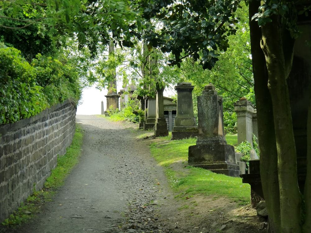 green trees on gray concrete pathway