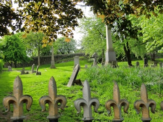 green grass field with green trees