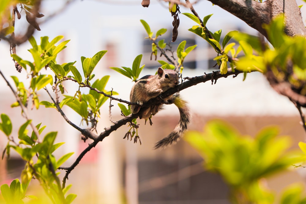 brown squirrel on tree branch during daytime