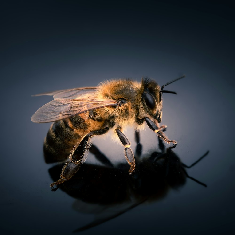 black and yellow bee in close up photography