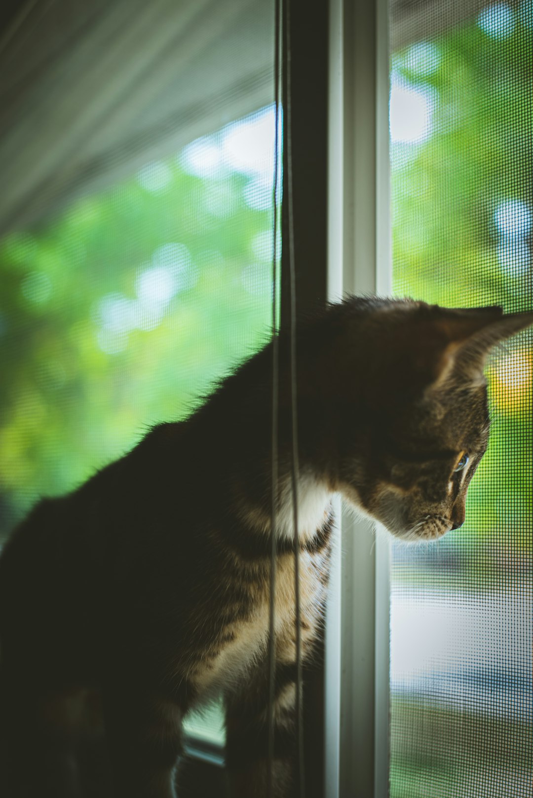 brown tabby cat looking out the window