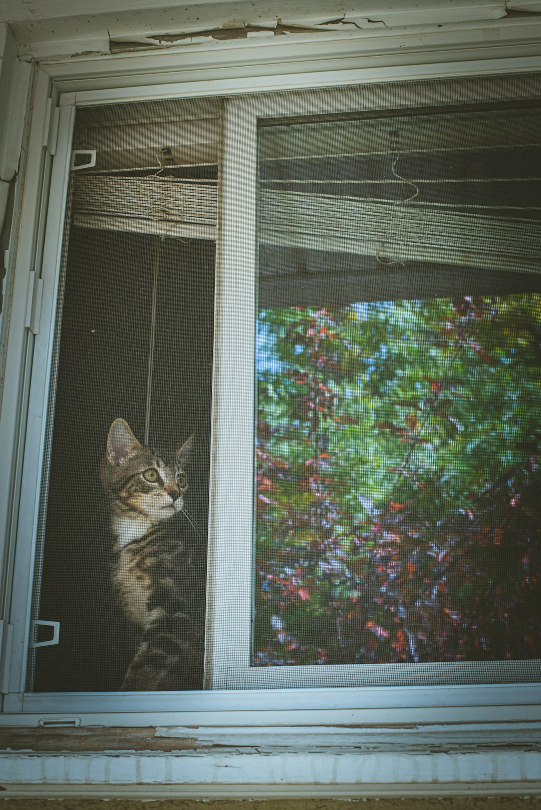 silver tabby cat on window