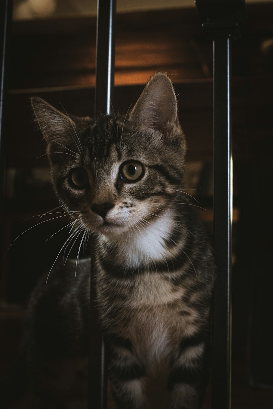 brown tabby cat in window