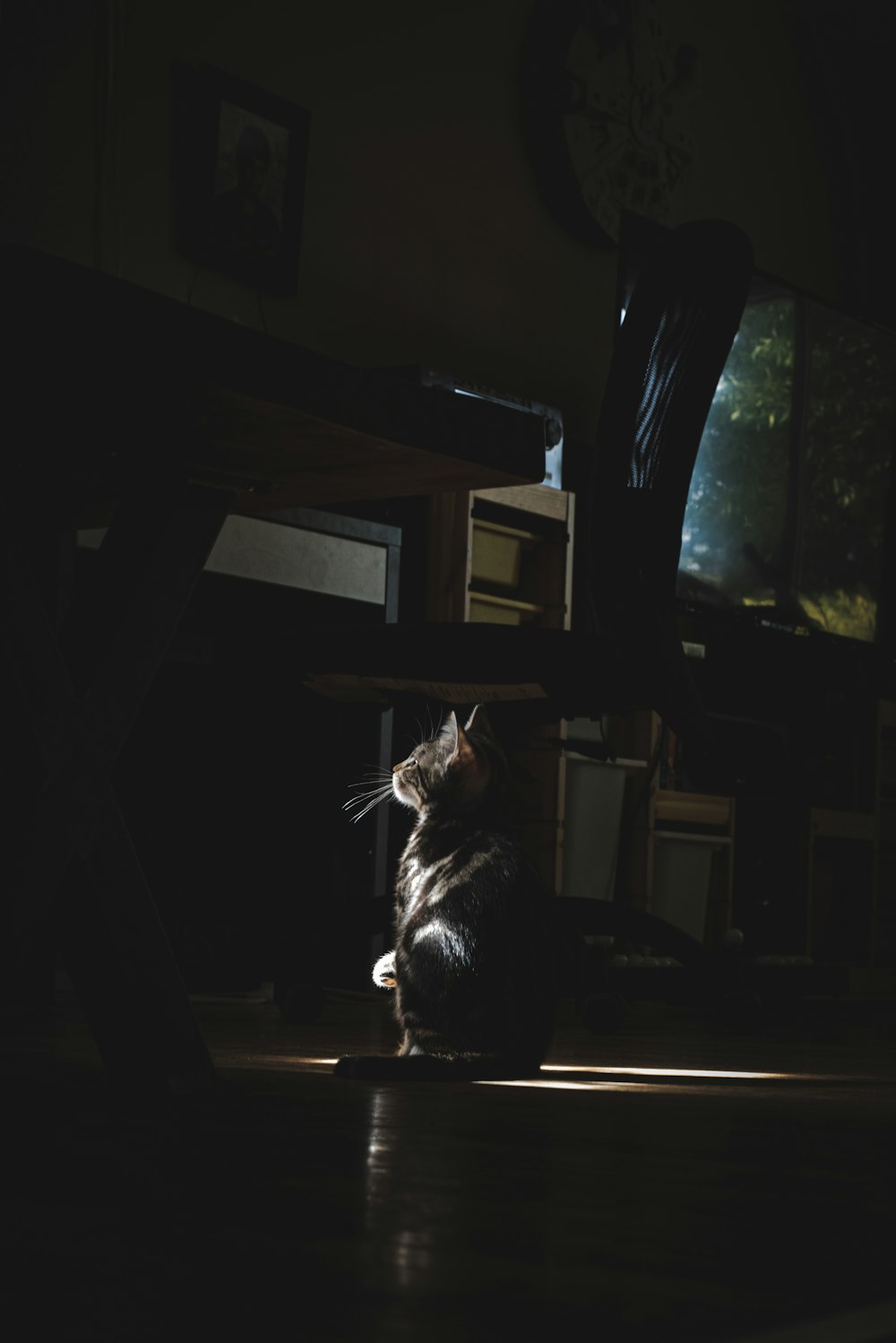 black cat on brown wooden table