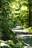 green plants and trees during daytime