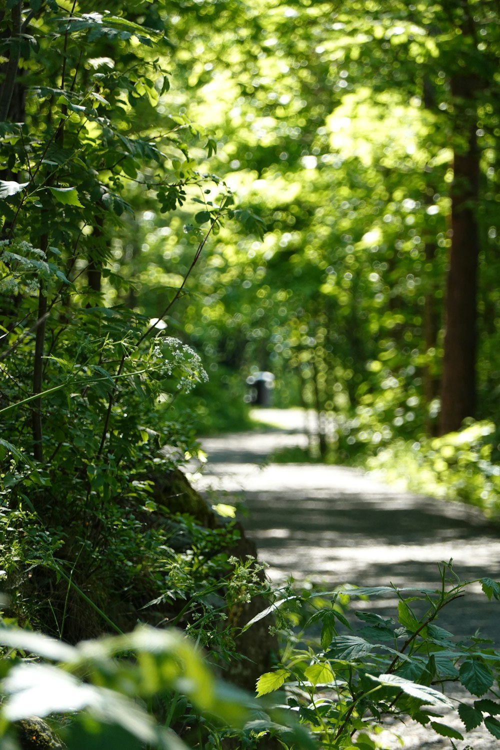 Plantas y árboles verdes durante el día