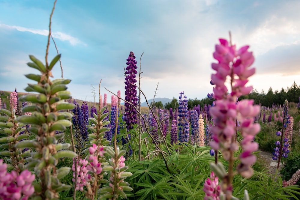 pink flowers under blue sky during daytime