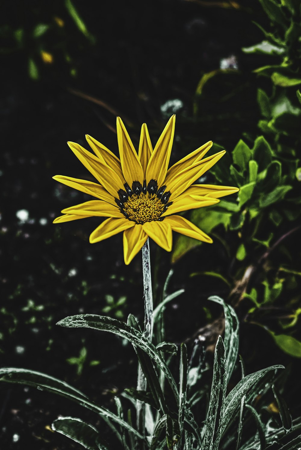 yellow flower with green leaves