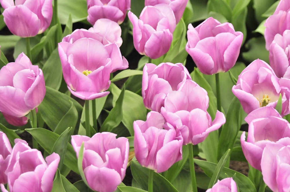 tulipas cor-de-rosa em flor durante o dia