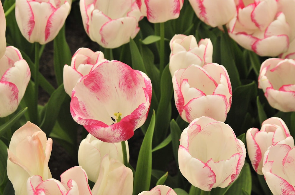 Tulipes roses et blanches en fleurs pendant la journée