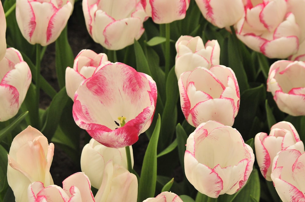 pink and white tulips in bloom during daytime