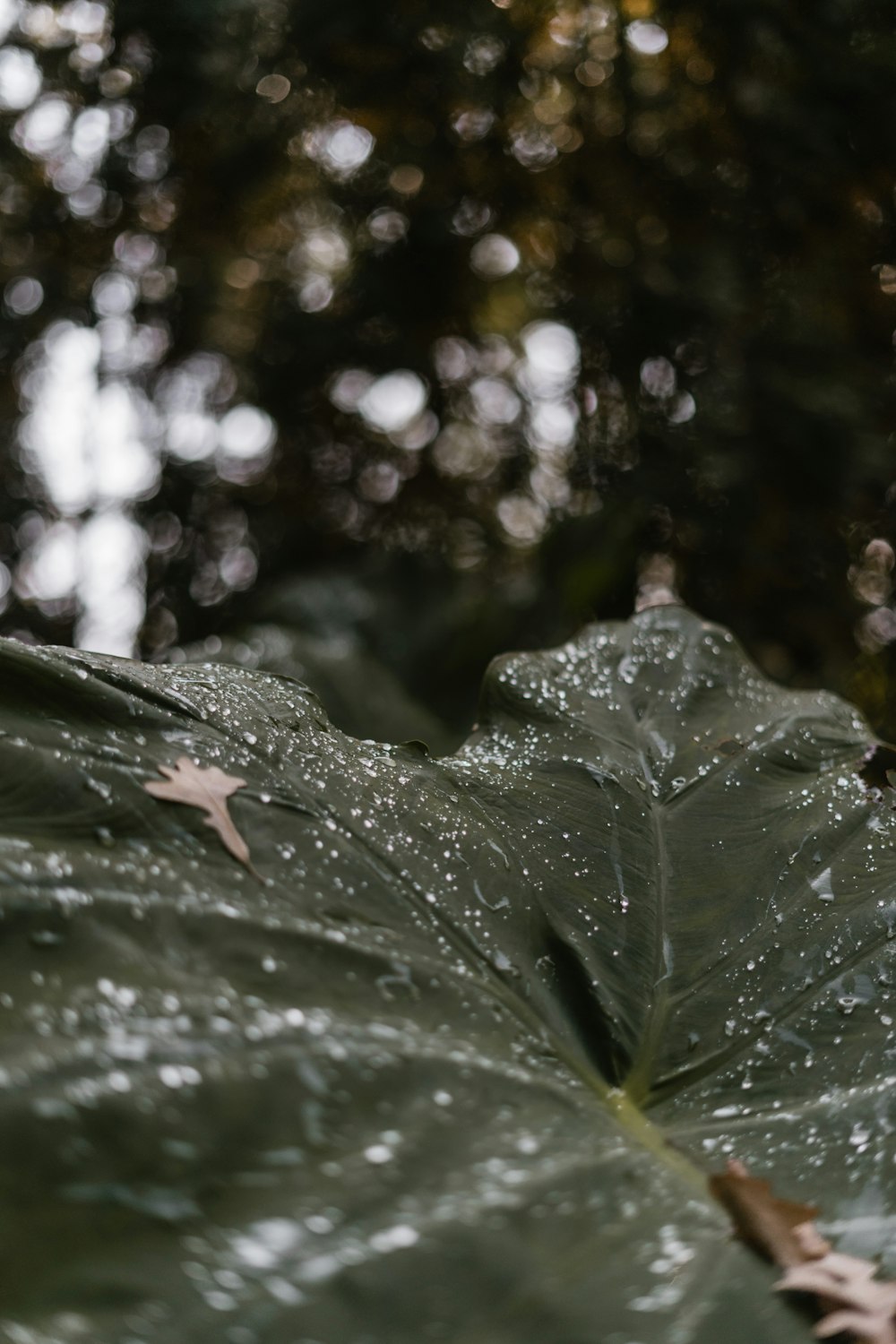 water droplets on green leaf