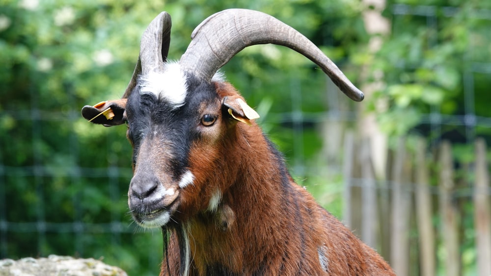 brown and white ram animal