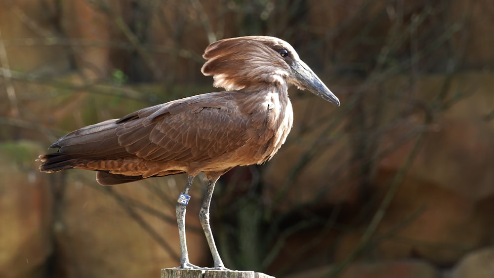 brown and white bird on white steel stand