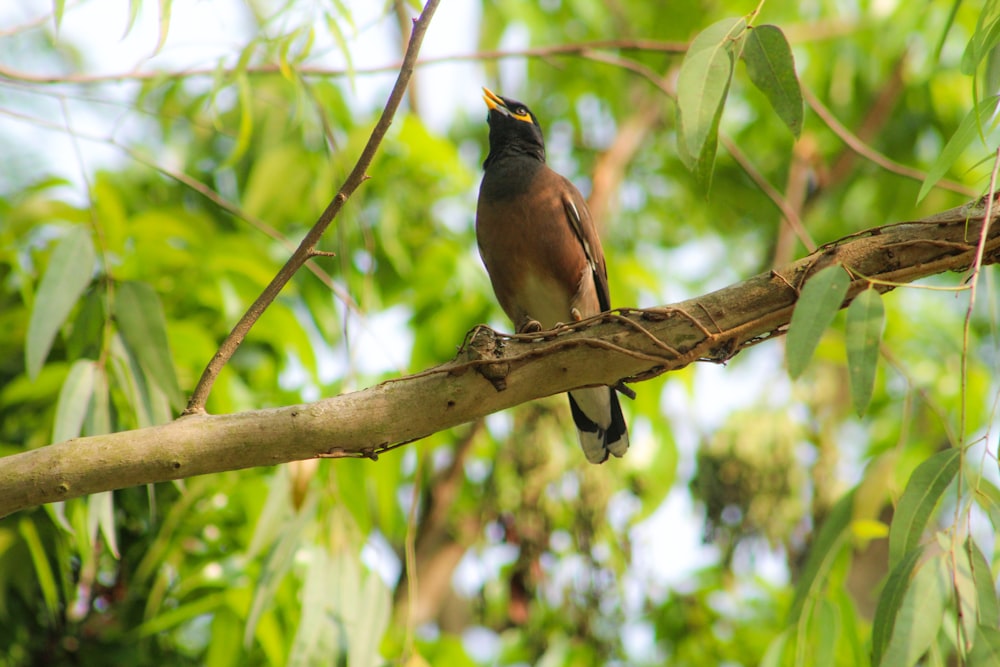 brown and black bird on tree branch during daytime